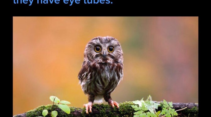 There must be starfish in Washington.