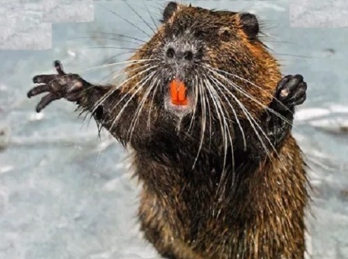 If you’re not sure what to cook tonight.