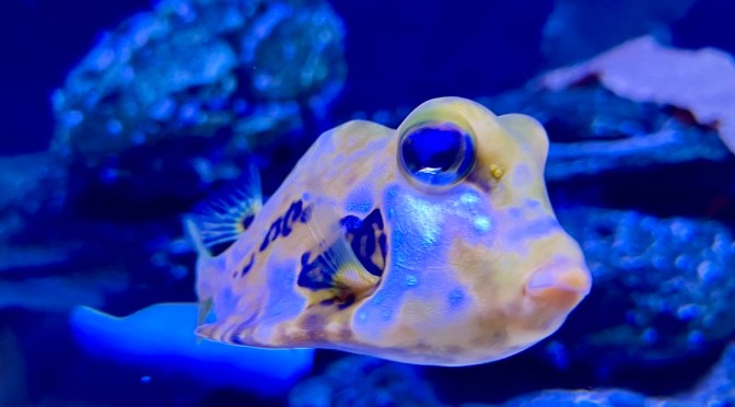 Newport – Day 4…. the aquarium, a tiny tunnel, a ray named Kevin and some Chinese food.