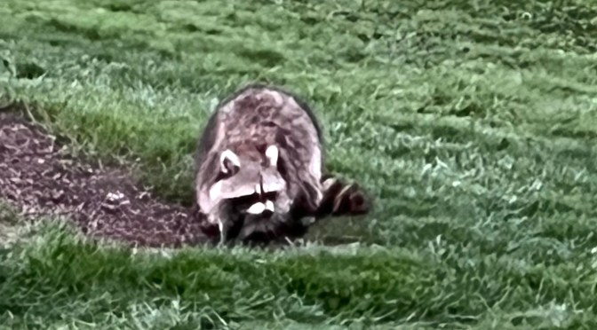 A trash panda returns.