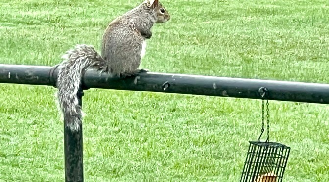 Squirrelly acrobats.