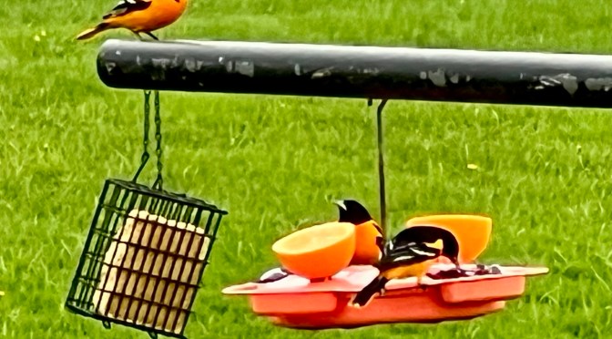 Bird nerd, robotic doctors and things that make me glad I’m old.