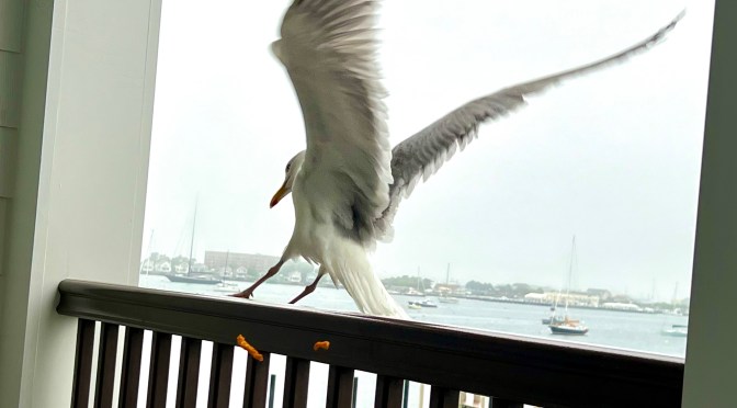 Foggy morning feeding.