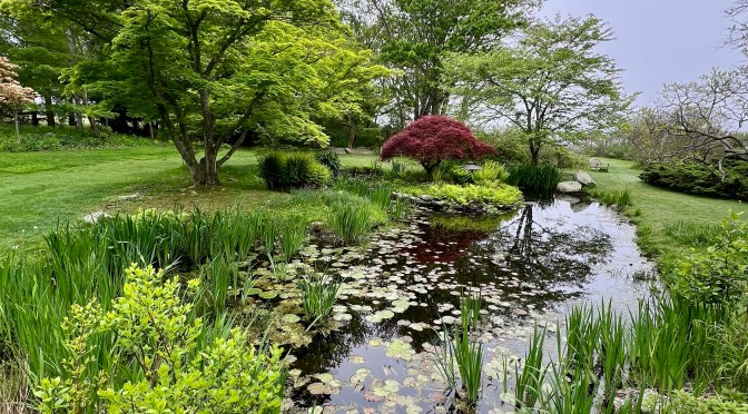Blithewold’s woods, water garden, geese and potting shed… where I lost the husband.