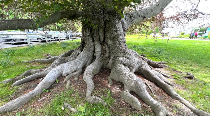 A mystery topiary, a really big tree and talking with the expert.