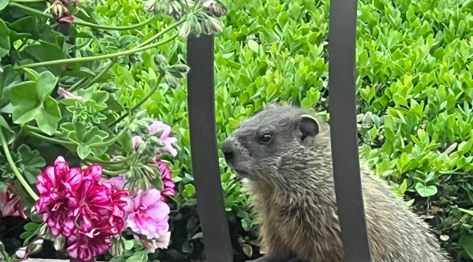 Bad baby Chuck. Bad….