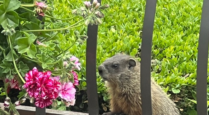 Baby chucks discover the deck. And the cat…