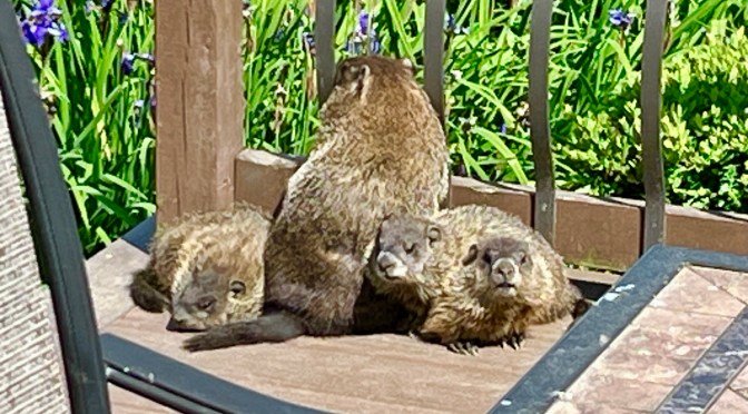 Momma can’t get no relief.