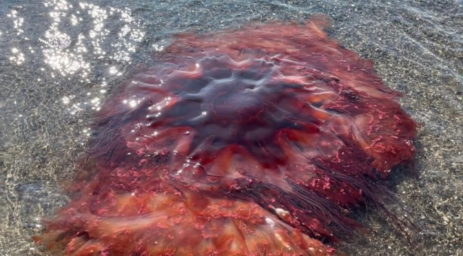 Maine headlines are a bit… different.