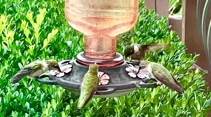 A miniature feeding frenzy.