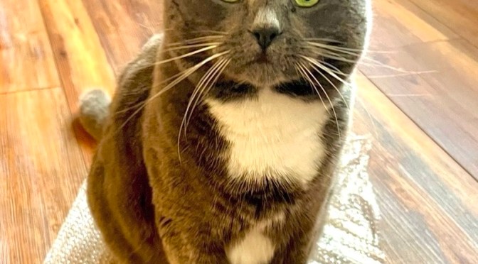 Last chuck standing and a feline doppelgänger.