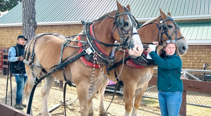 Let’s go to the fair! Part one – big *ss horses.