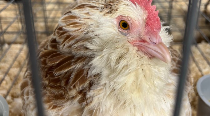 Fryeburg Fair, part two – llamas and chickens and steer. Oh my.