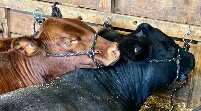 Fryeburg Fair, part three – he’s talking cows.