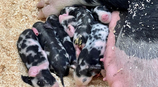 Fryeburg Fair, part 4 – we could have come home with a pig.