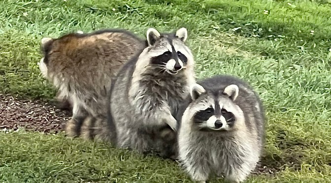 Our (not so) little friends.