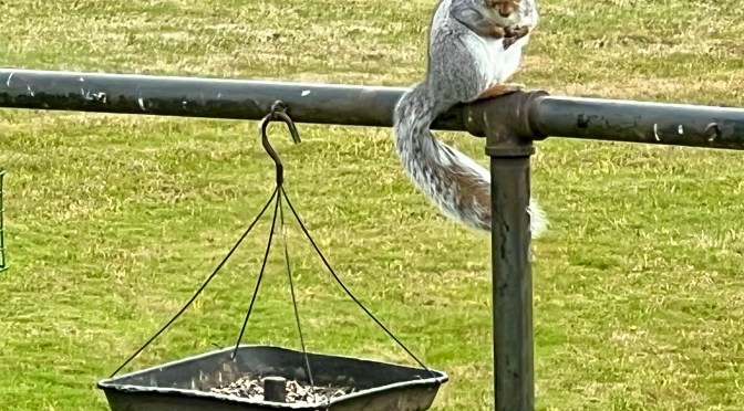 Squirrel gymnastics.
