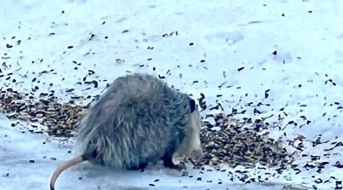 Sleeping cats, roach clips and opossums.
