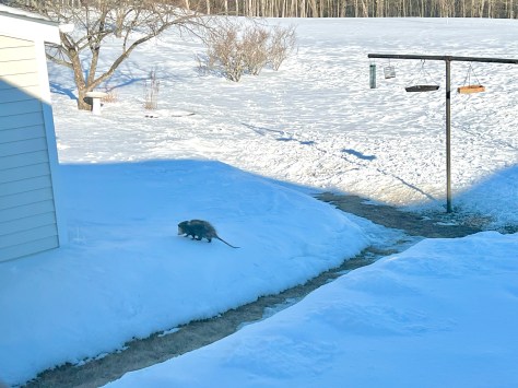 Poor little guy. | River's world…..