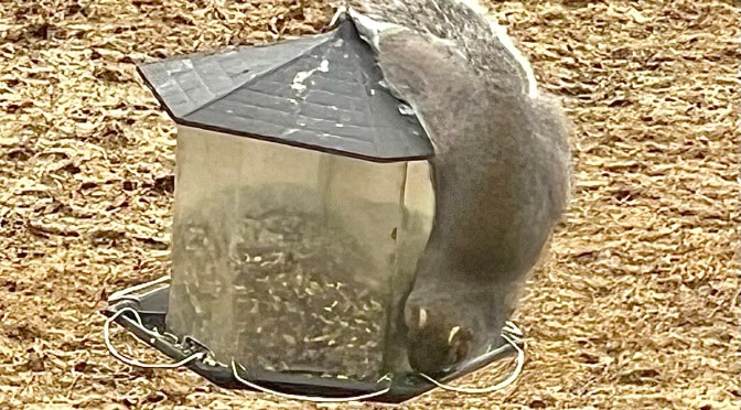 Squirrelly acrobats.