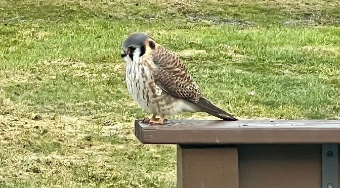 Today’s post is for the birds.