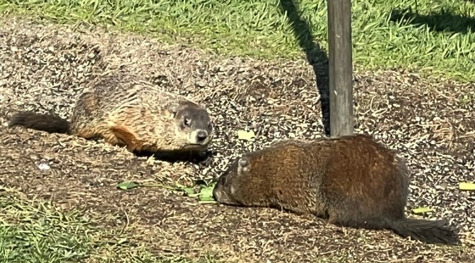 Sliding squirrels, creamy shrimp and disgruntled chucks.
