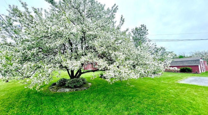 Trees be poppin’!