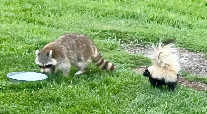Critter funnies.
