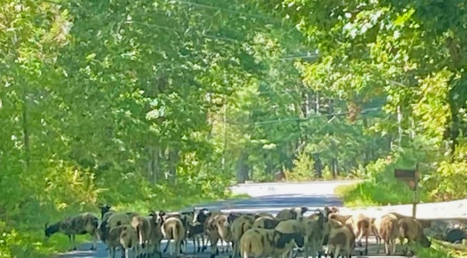 Meanwhile, in Maine.